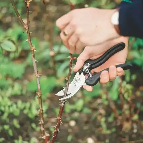 tree services Easton